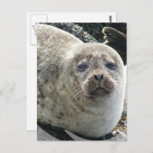 Witte Briefkaart van luipaard (Voorkant / Achterkant)