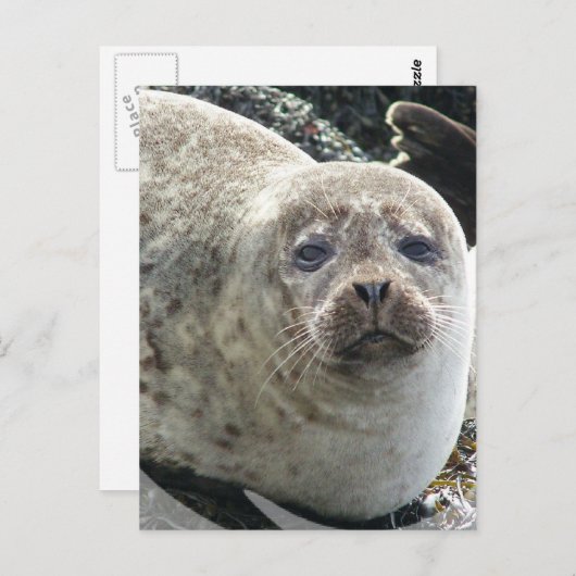 Witte Briefkaart van luipaard (Voorkant / Achterkant)