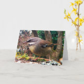 Witte Browed schrobt Winterkoninkje. Australische Kaart (Gele Bloem)