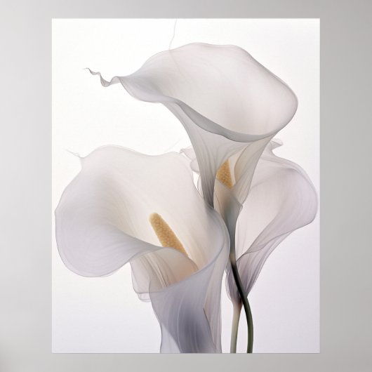 Witte bruiloft Calla Lily witte achtergrond Poster (Voorkant)