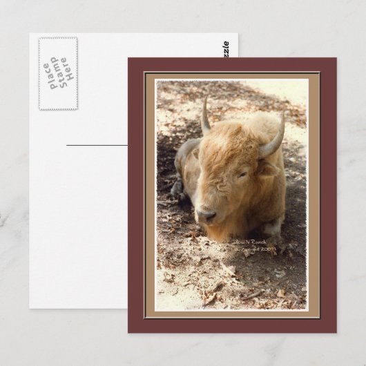 Witte buffel briefkaart (Voorkant / Achterkant)