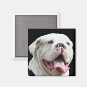Witte Bulldog magneet (Voorkant / Achterkant)