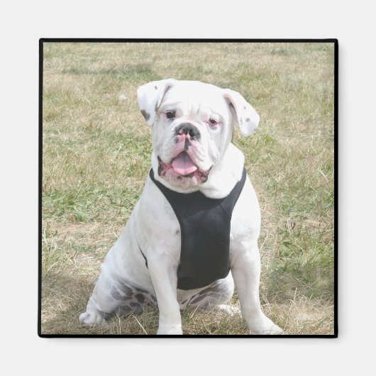 Witte Bulldog magneet (Voorkant)