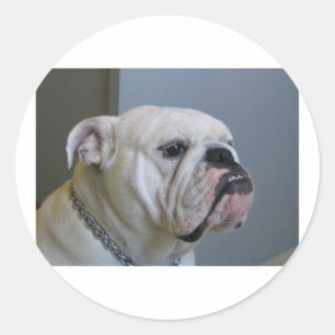 witte Bulldog.png Ronde Sticker
