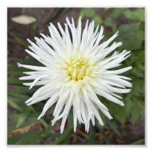 Witte Cactus Dahlia Botanische Bloem Foto Print Afdruk