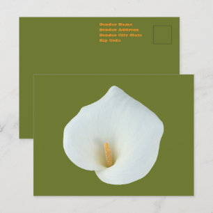 Witte Calla Lelie Bloem Achtertuin Tuin Foto Briefkaart