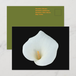 Witte Calla Lelie Bloem Achtertuin Tuin Foto Briefkaart