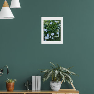 Witte Calla Lelie Bloesems Bloemen Poster