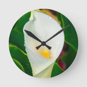Witte Calla Lelie Macro Botanische Foto Natuur Kun Ronde Klok