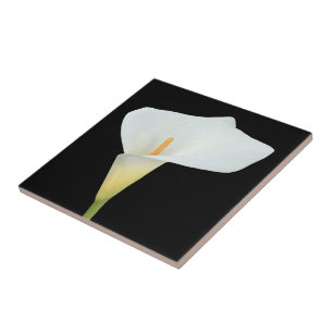 Witte Calla Lily Bloem Achtertuin Foto Tegeltje