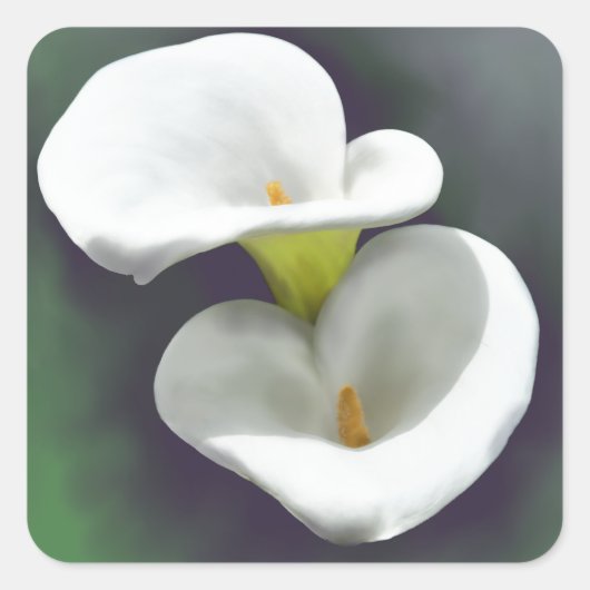 Witte Calla Lily Bloemen Vierkante Sticker (Voorkant)