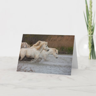 Witte Camargue-paarden die door het water rennen Kaart