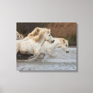 Witte Camargue-paarden rennen in het water Canvas Afdruk