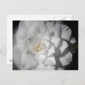 Witte Camelia Briefkaart (Voorkant / Achterkant)