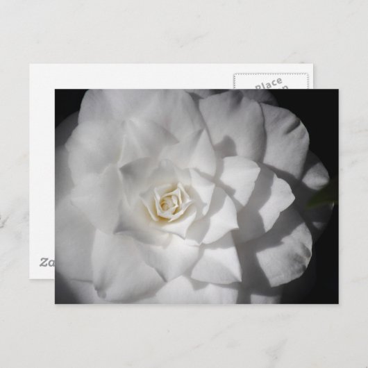 Witte Camelia Briefkaart (Voorkant / Achterkant)