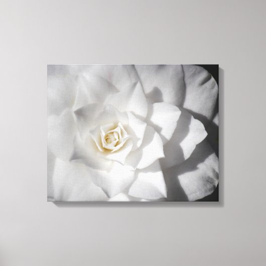 Witte Camelia Canvas Afdruk (Voorkant)