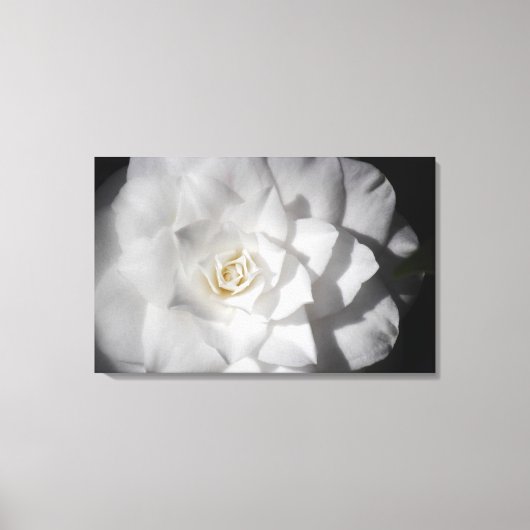 Witte Camelia Canvas Afdruk (Voorkant)