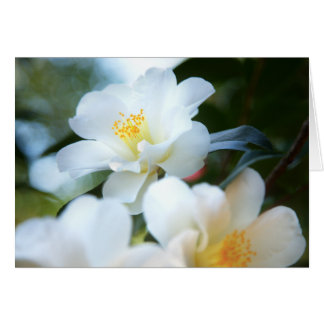 Witte Camellias-kaarten