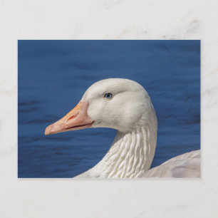 Witte Canadese gans Briefkaart