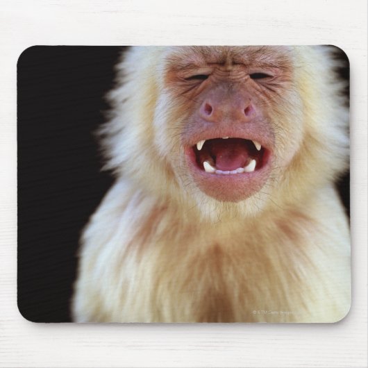 Witte capuchine (Cebus capucinus) Muismat (Voorkant)