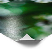 Witte Cherry Blossom Green Leaves Foto Afdruk (Hoek)