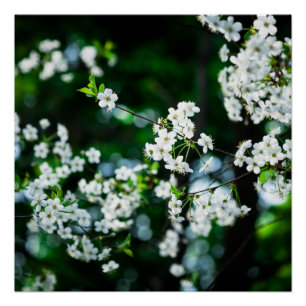 Witte Cherry Blossom Green Leaves Perfect Poster