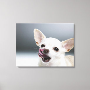 Witte Chihuahua likkende lippen Canvas Afdruk