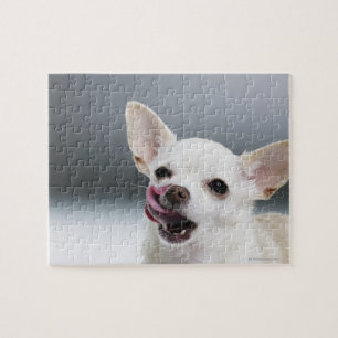 Witte Chihuahua likkende lippen Legpuzzel