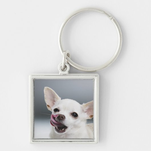 Witte Chihuahua likkende lippen Sleutelhanger (Voorkant)