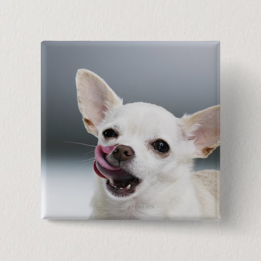 Witte Chihuahua likkende lippen Vierkante Button 5,1 Cm (Voorkant)