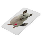 Witte chinchilla druppelkop magneet (Linkerzijde)