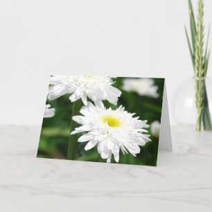 Witte chrysanten Wenskaarten Kaart