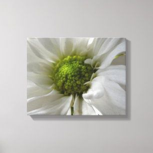 Witte Chrysanthemum Canvasprint Canvas Afdruk