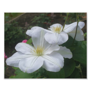 Witte Clematis Flower Pair 8x10 Foto Afdruk