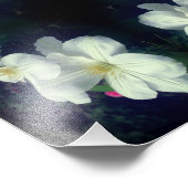 Witte Clematis Flower Pair Abstract 8x10 Foto Afdruk (Hoek)