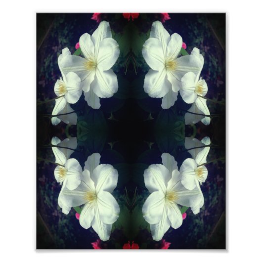 Witte Clematis Flower Pair Abstract 8x10 Foto Afdruk (Voorkant)