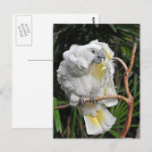 Witte cockatiel briefkaart (Voorkant / Achterkant)