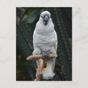 Witte cockatoo briefkaart
