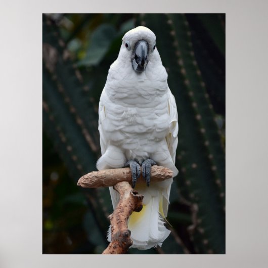 Witte cockatoo poster (Voorkant)