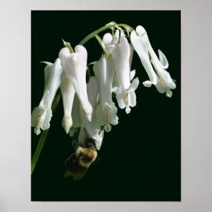 Witte Columbine bloem en broedbijen Poster