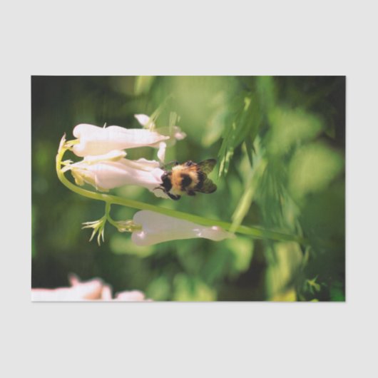 Witte Columbine bloem en ontkoppeling van bijen Tissuepapier (Voorkant)