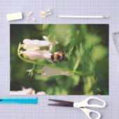 Witte Columbine bloem en ontkoppeling van bijen Tissuepapier (Craft)