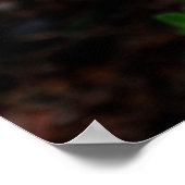 Witte Columbine met bijen Poster (Hoek)