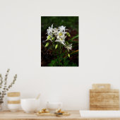 Witte Columbine met bijen Poster (Keuken)