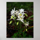 Witte Columbine met bijen Poster (Voorkant)