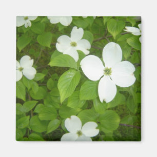 Witte Cornus boom Magneet