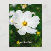 Witte Cosmos Ansichtkaart Briefkaart (Voorkant)