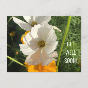 WITTE COSMOSBLOEM BETER BALD BRIEFKAART