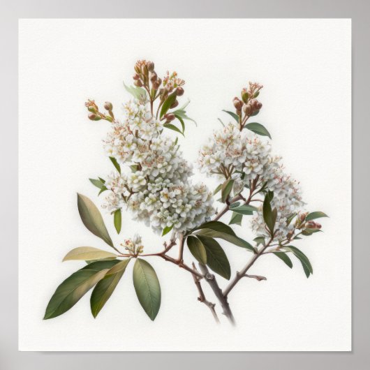 Witte Crêpe Myrtle Flowers Art Print Poster (Voorkant)