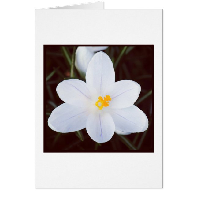 Witte crocus (Voorkant)